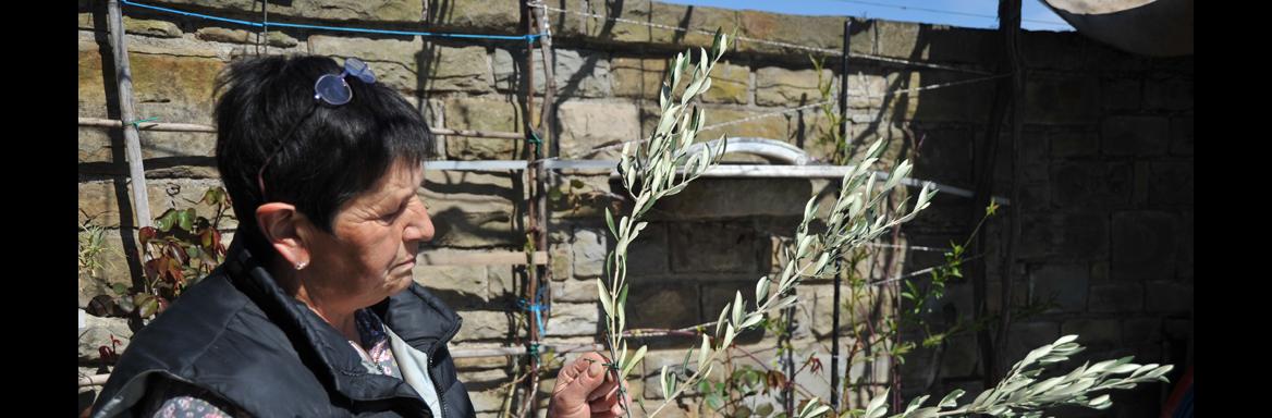 Vilma Lovrenčič pri izdelovanju oljčnih palm. Foto: A. Jerin, 2021