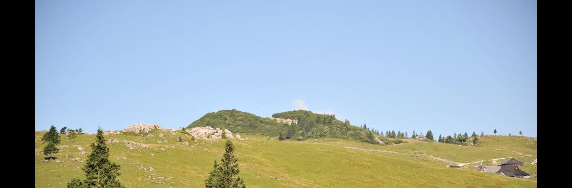 Paša na Veliki planini. V ozadju vrh Velike planine - Gradišče (1666m). Foto: Anja Jerin, 2016. 