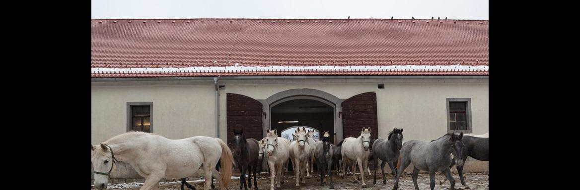 Čreda lipicancev. Foto: O. Černe, 2016 