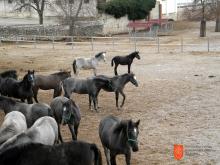 Čreda lipicancev. Foto: A. Jerin, 2011. 
