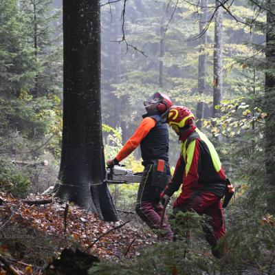 Sonaravno gospodarjenje z gozdovi. Foto: J. Mrakič, 2021