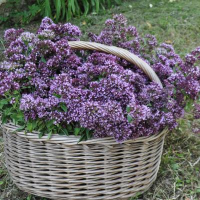 Zeliščarstvo. Foto: V. Mlakar, 2022 