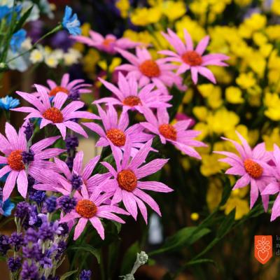 Foto: A. Jerin, 2019 